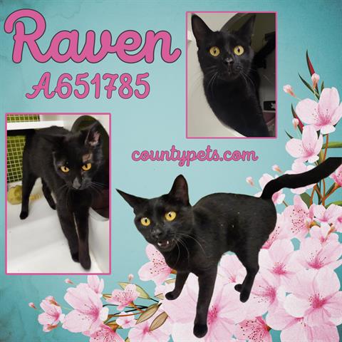 Raven