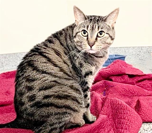 Cleo
