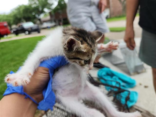 Adoptable Cat