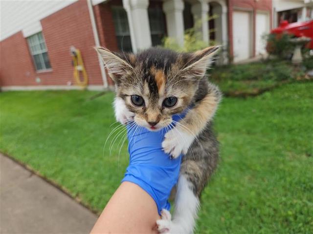 Adoptable Cat