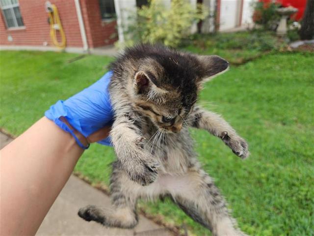 Adoptable Cat