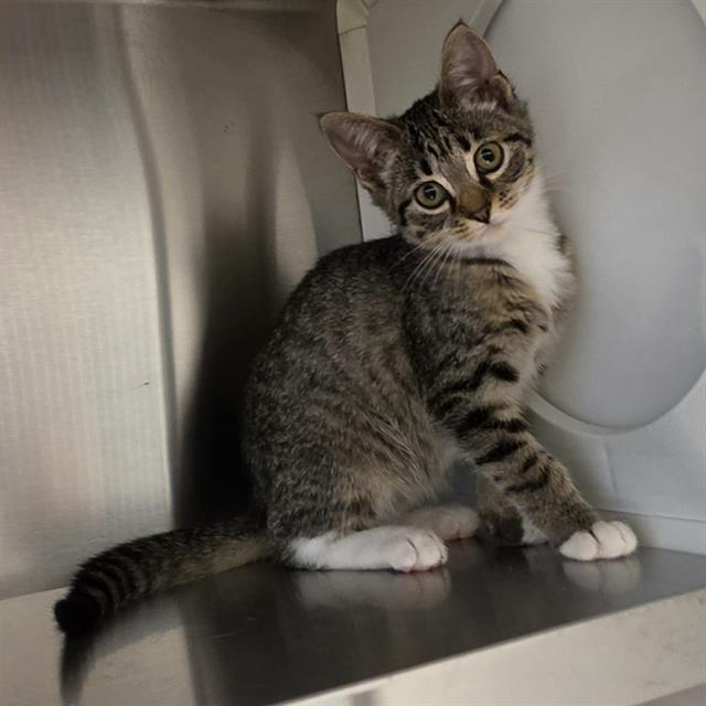 Adoptable Cat
