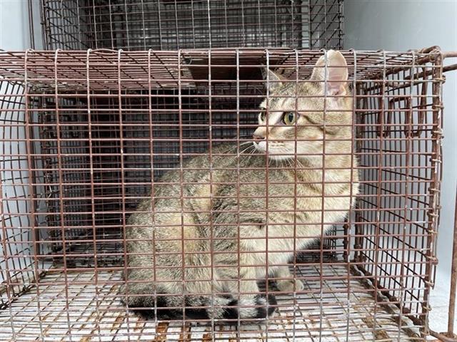 Adoptable Cat