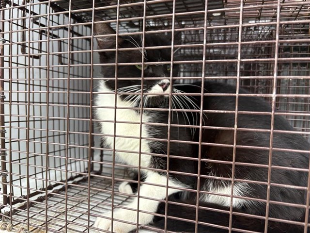 Adoptable Cat