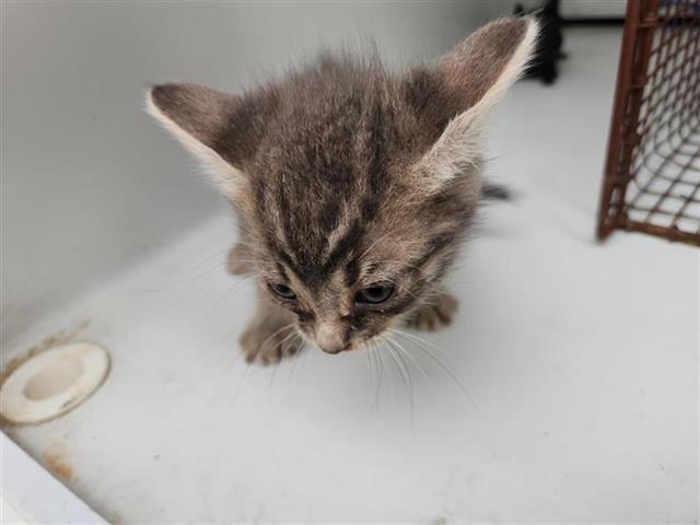 Adoptable Cat