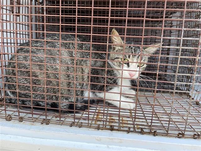Adoptable Cat