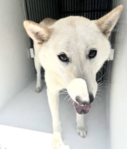 Adoptable Dog