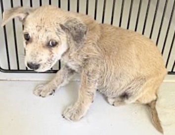 Adoptable Dog