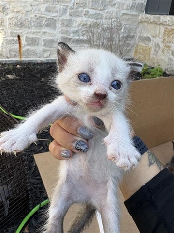 Adoptable Cat