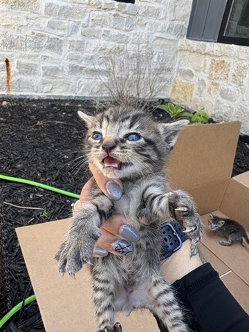 Adoptable Cat