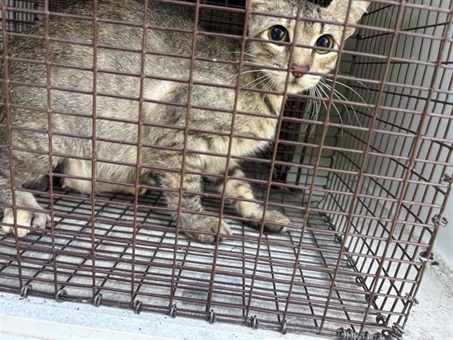Adoptable Cat