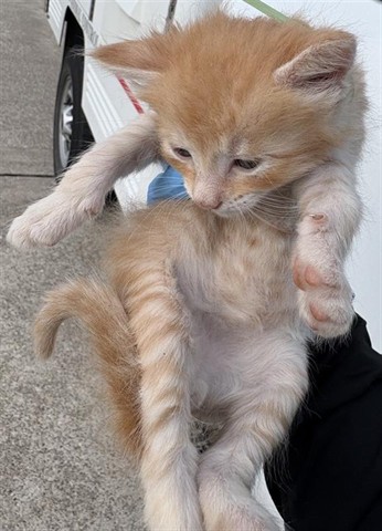 Adoptable Cat