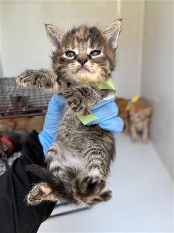 Adoptable Cat