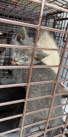 Adoptable Cat