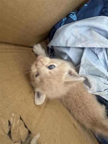 Adoptable Cat