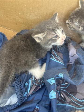 Adoptable Cat