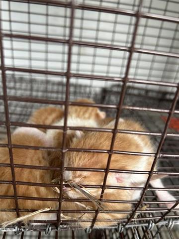 Adoptable Cat