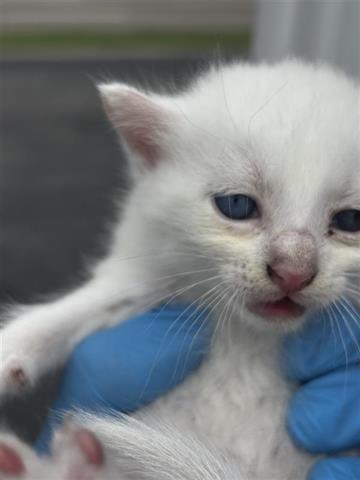 Adoptable Cat