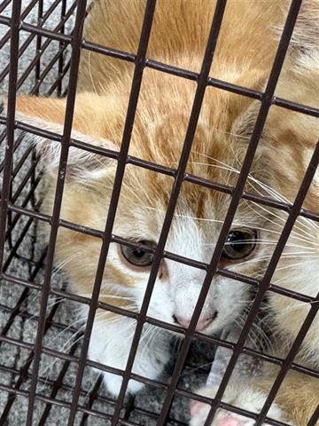 Adoptable Cat