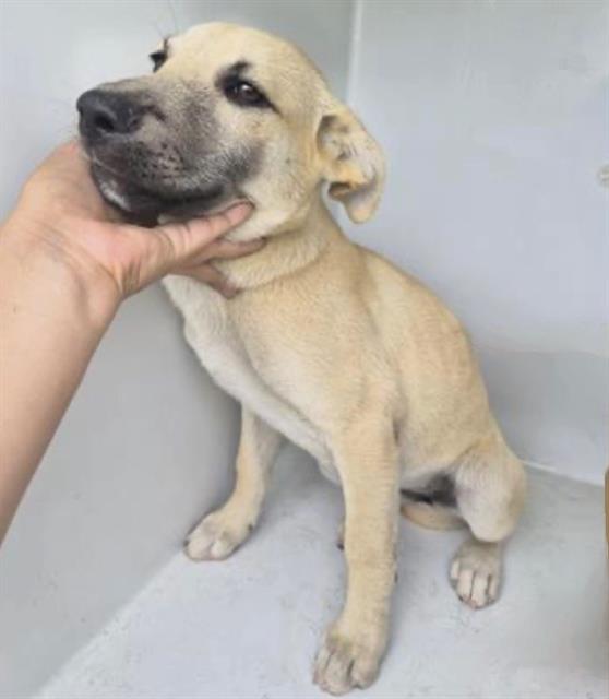 Adoptable Dog