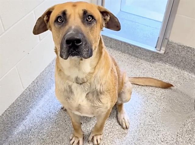 Adoptable Dog