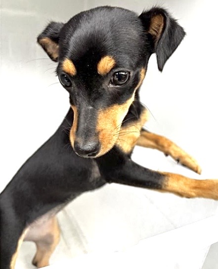 Adoptable Dog