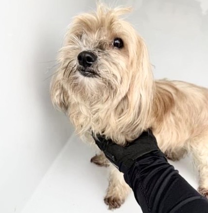 Adoptable Dog