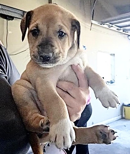 Adoptable Dog