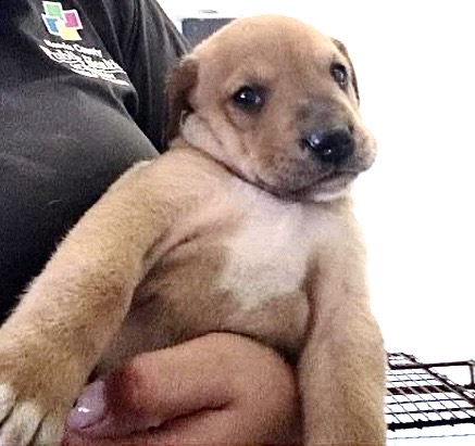 Adoptable Dog