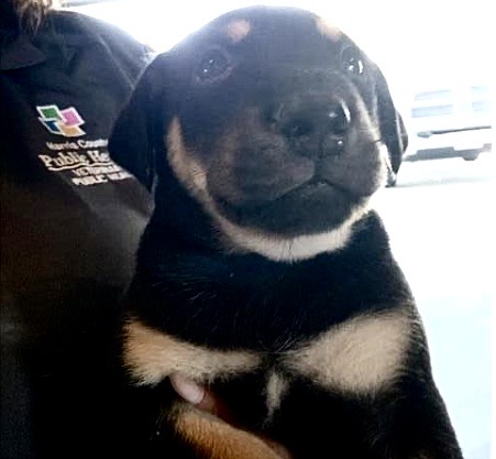 Adoptable Dog