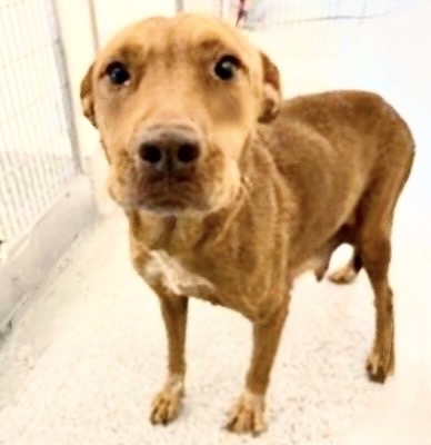 Adoptable Dog