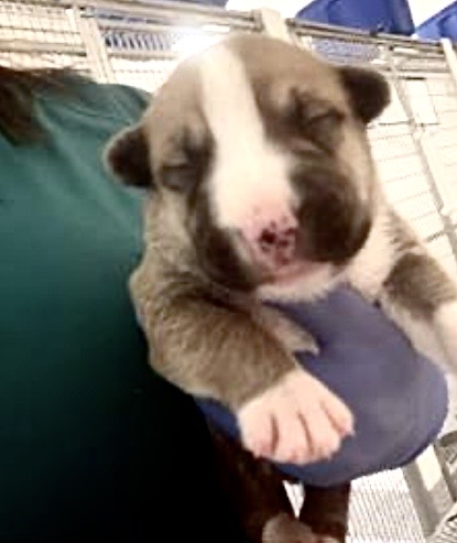 Adoptable Dog