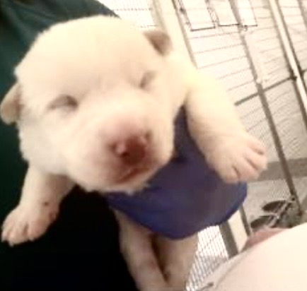 Adoptable Dog