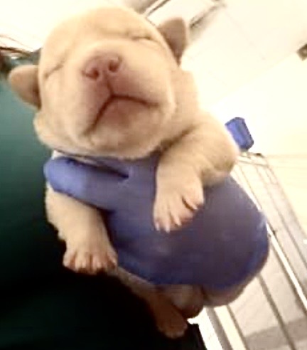 Adoptable Dog