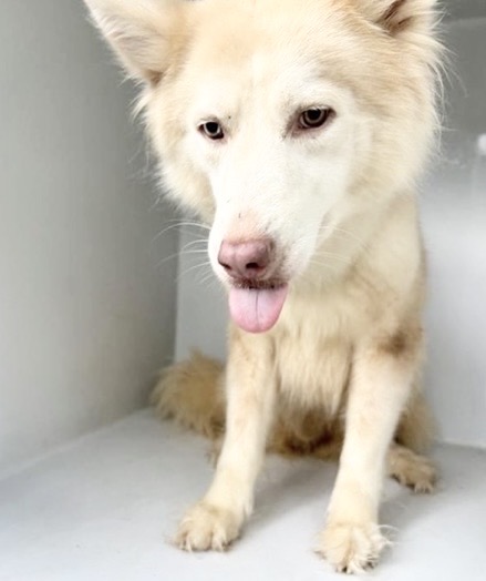 Adoptable Dog