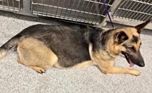 Adoptable Dog