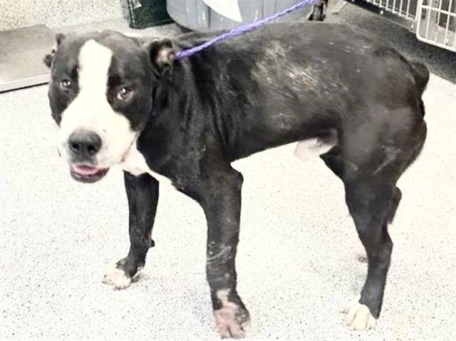 Adoptable Dog