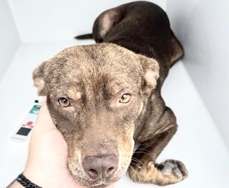 Adoptable Dog