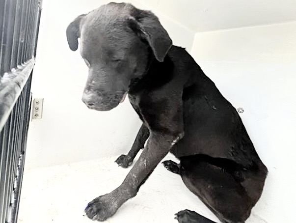 Adoptable Dog