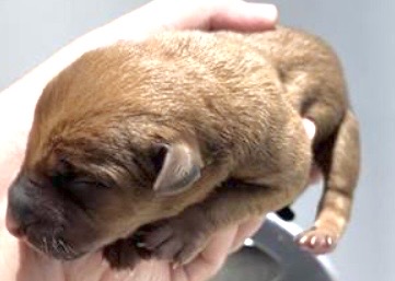 Adoptable Dog