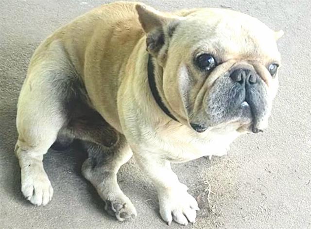 Adoptable Dog