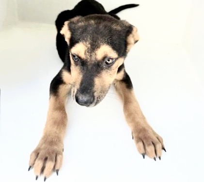 Adoptable Dog