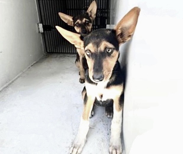 Adoptable Dog