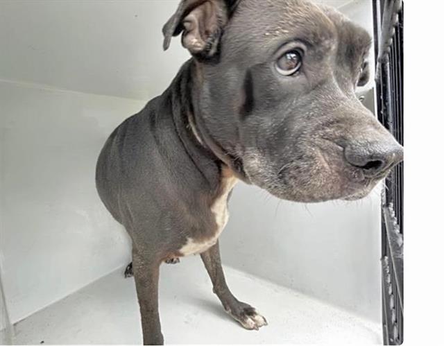 Adoptable Dog
