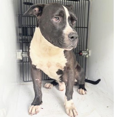 Adoptable Dog