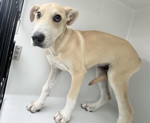 Adoptable Dog