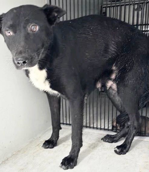 Adoptable Dog