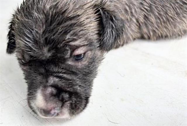 Adoptable Dog