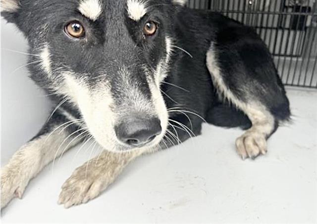 Adoptable Dog