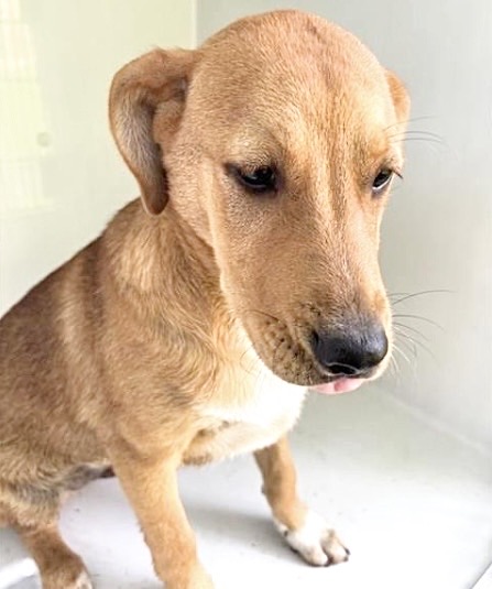 Adoptable Dog